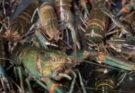 เข้มมาตรการควบคุมกุ้งก้ามแดง ระบาดกว๊านพะเยา
